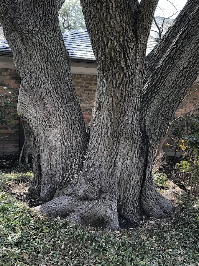 Mature heritage tree close to a Dietrich property cared for by certified arborists